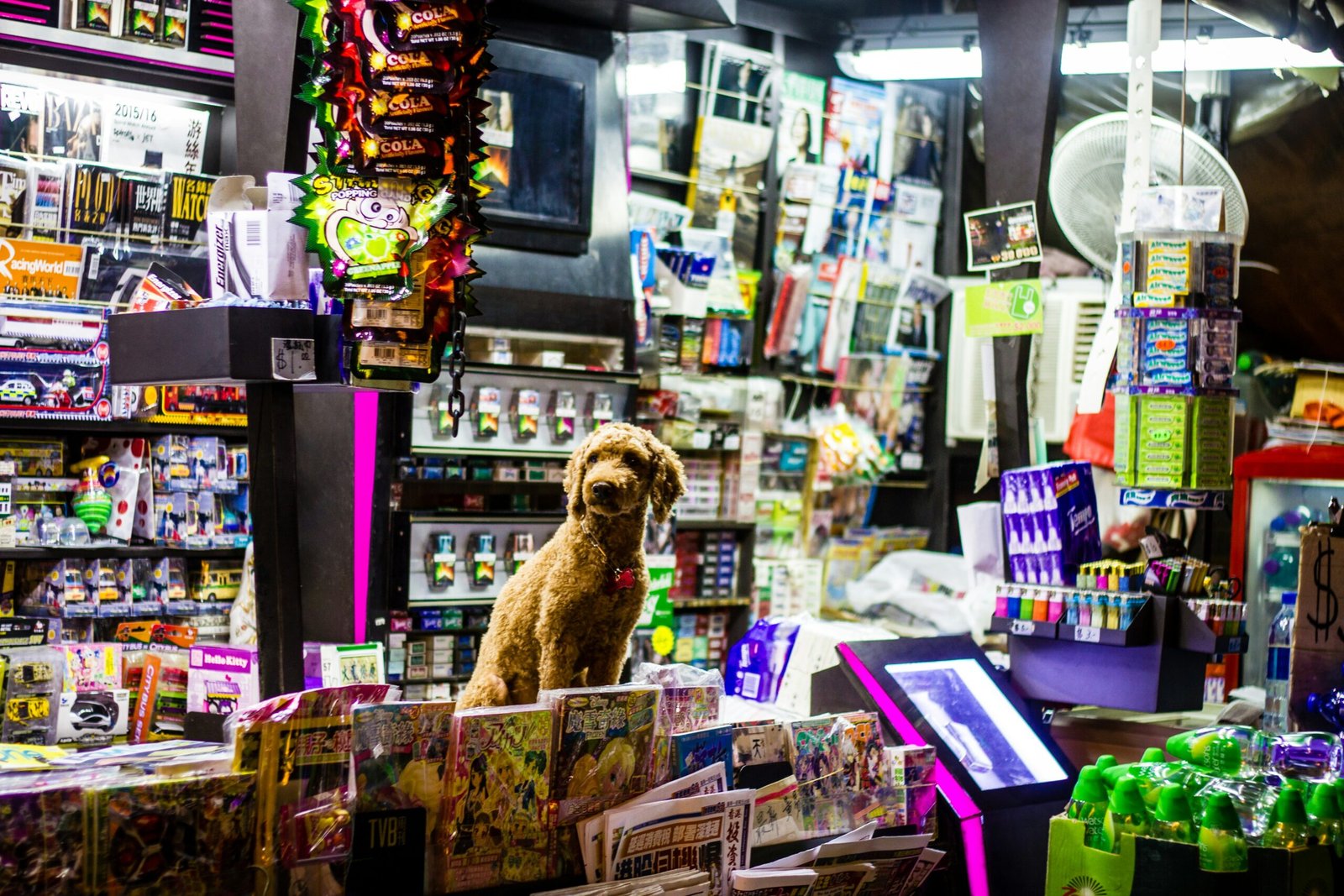 Pet Food & Accessories Shop in Ahmedabad