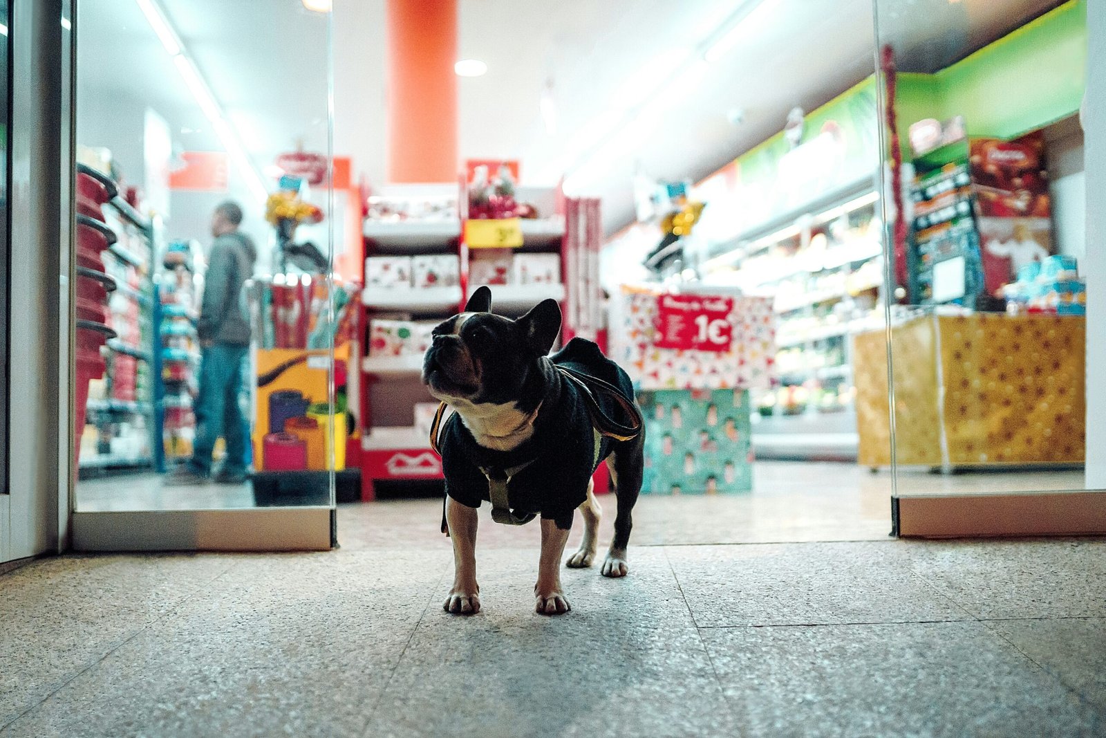 Pet Food & Accessories Shop in Mohali