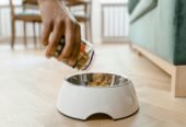 Pet Food & Accessories Shop in Ahmedabad