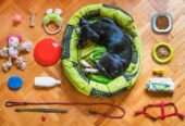 Pet Food & Accessories Shop in Ahmedabad