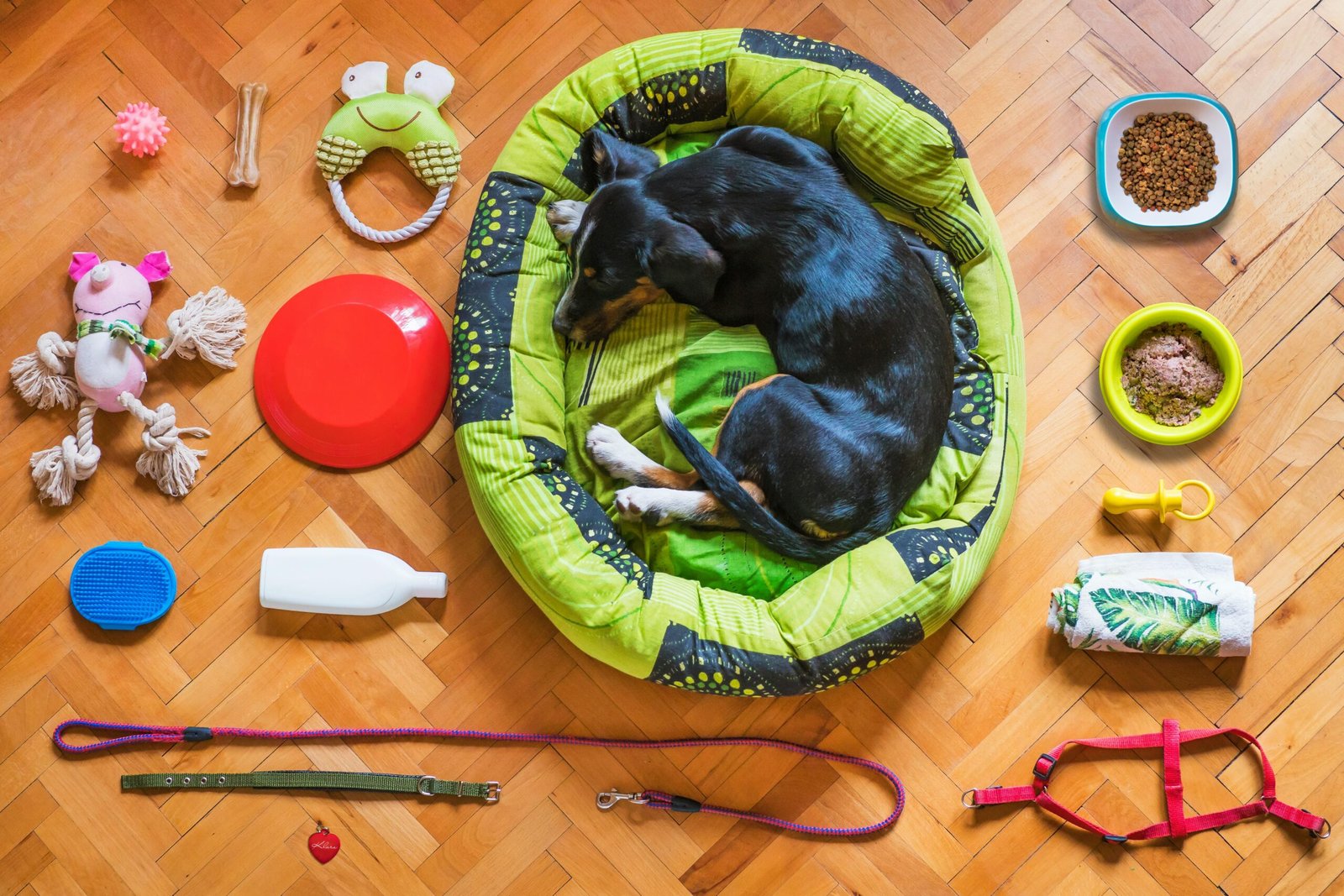 Pet Food & Accessories Shop in Ahmedabad